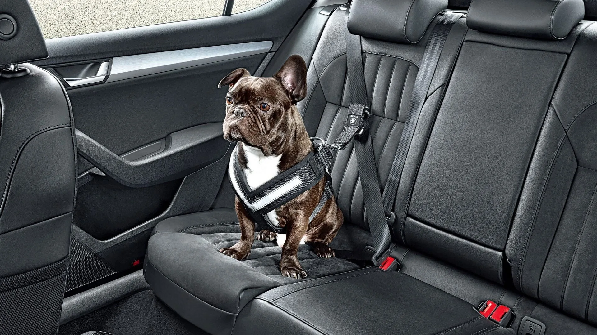 Best cars for dogs
